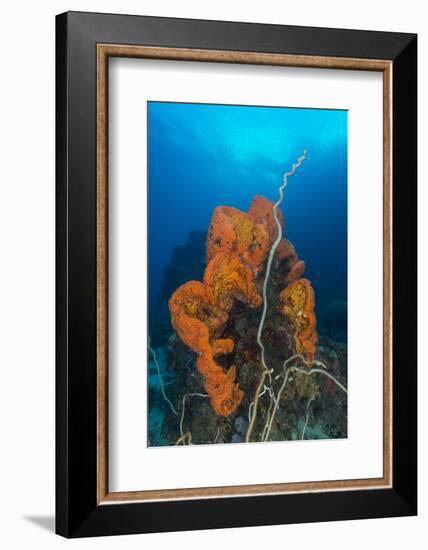 Curly Bright Orange Sponge with Greyish Whip Coral-Stocktrek Images-Framed Photographic Print