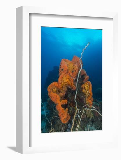 Curly Bright Orange Sponge with Greyish Whip Coral-Stocktrek Images-Framed Photographic Print