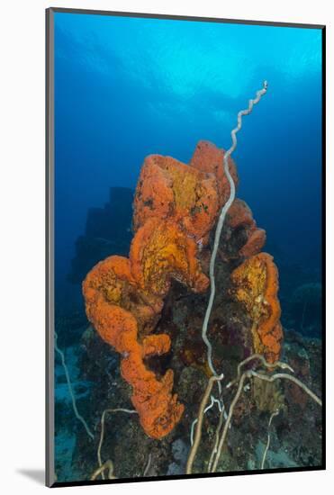 Curly Bright Orange Sponge with Greyish Whip Coral-Stocktrek Images-Mounted Photographic Print