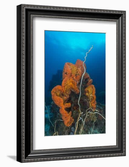 Curly Bright Orange Sponge with Greyish Whip Coral-Stocktrek Images-Framed Photographic Print