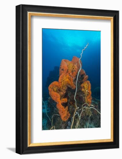 Curly Bright Orange Sponge with Greyish Whip Coral-Stocktrek Images-Framed Photographic Print