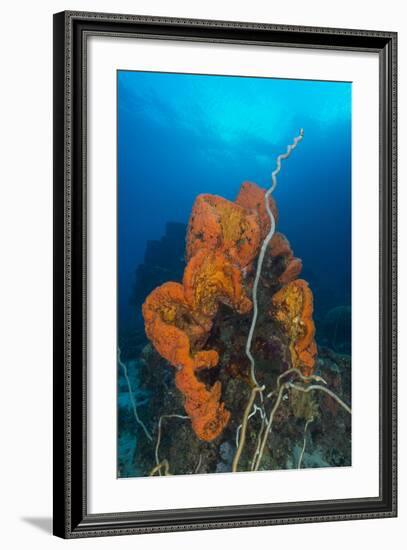 Curly Bright Orange Sponge with Greyish Whip Coral-Stocktrek Images-Framed Photographic Print