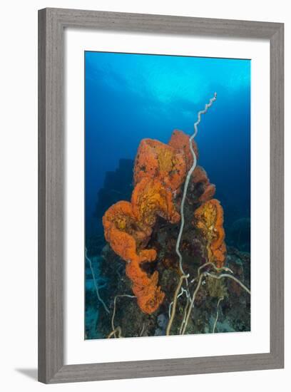 Curly Bright Orange Sponge with Greyish Whip Coral-Stocktrek Images-Framed Photographic Print