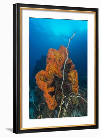 Curly Bright Orange Sponge with Greyish Whip Coral-Stocktrek Images-Framed Photographic Print