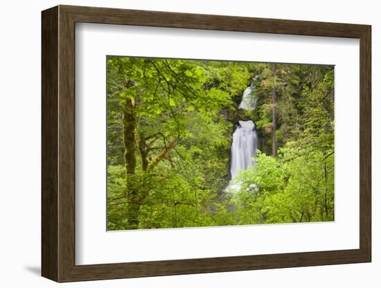 Curly Creek Falls, Lewis River, Gifford Pinchot National Forest, Washington, USA-Jamie & Judy Wild-Framed Photographic Print