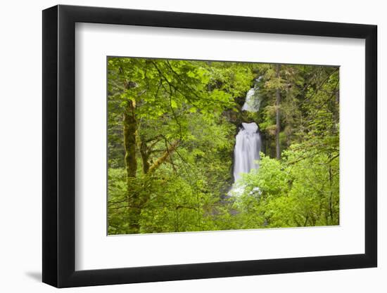 Curly Creek Falls, Lewis River, Gifford Pinchot National Forest, Washington, USA-Jamie & Judy Wild-Framed Photographic Print