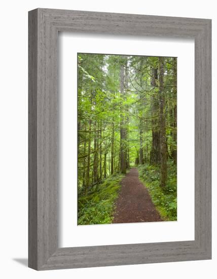 Curly Creek Falls, Lewis River, Gifford Pinchot National Forest, Washington, USA-Jamie & Judy Wild-Framed Photographic Print