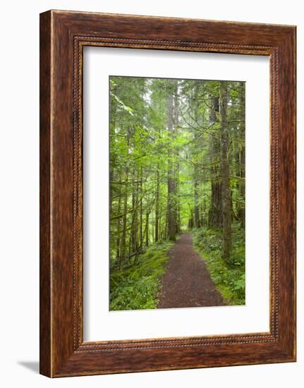 Curly Creek Falls, Lewis River, Gifford Pinchot National Forest, Washington, USA-Jamie & Judy Wild-Framed Photographic Print