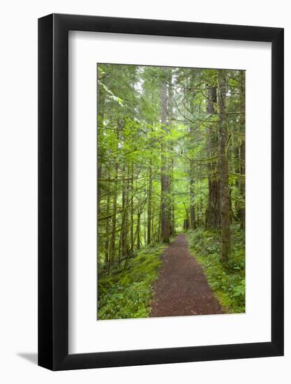 Curly Creek Falls, Lewis River, Gifford Pinchot National Forest, Washington, USA-Jamie & Judy Wild-Framed Photographic Print