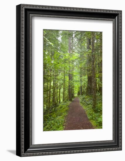 Curly Creek Falls, Lewis River, Gifford Pinchot National Forest, Washington, USA-Jamie & Judy Wild-Framed Photographic Print