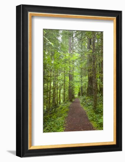 Curly Creek Falls, Lewis River, Gifford Pinchot National Forest, Washington, USA-Jamie & Judy Wild-Framed Photographic Print