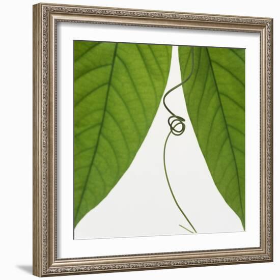 Curly vine and green leaves-Micha Pawlitzki-Framed Photographic Print