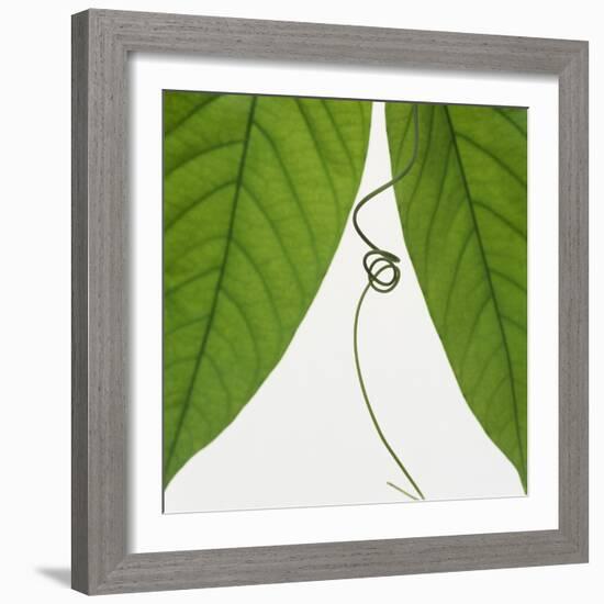 Curly vine and green leaves-Micha Pawlitzki-Framed Photographic Print