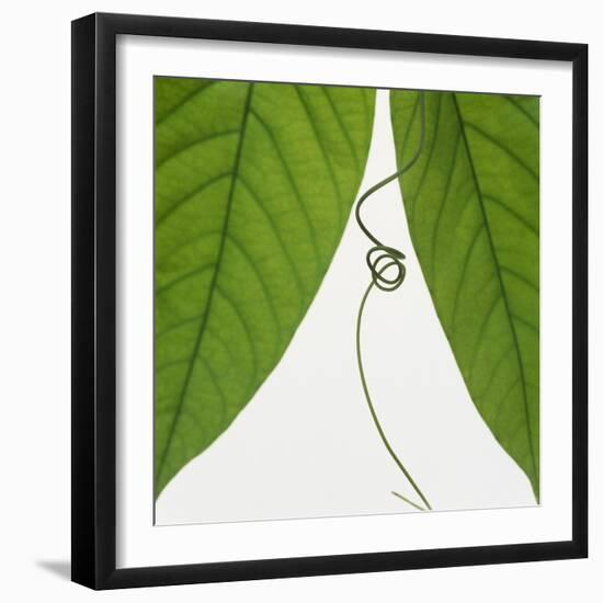 Curly vine and green leaves-Micha Pawlitzki-Framed Photographic Print