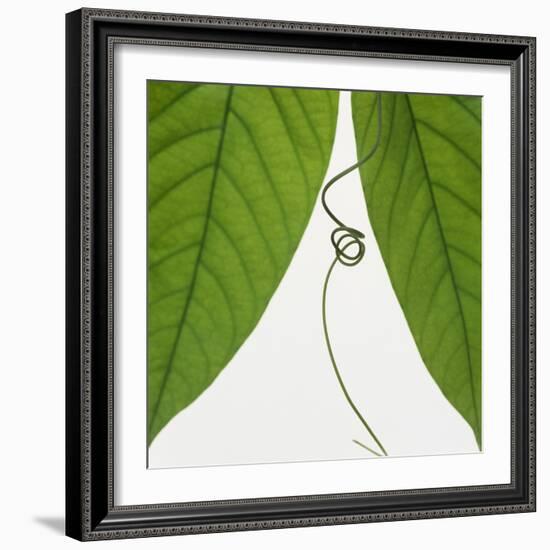 Curly vine and green leaves-Micha Pawlitzki-Framed Photographic Print