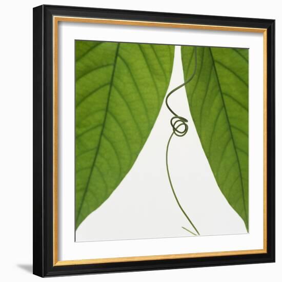 Curly vine and green leaves-Micha Pawlitzki-Framed Photographic Print