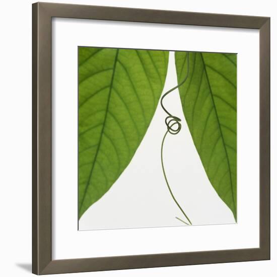 Curly vine and green leaves-Micha Pawlitzki-Framed Photographic Print