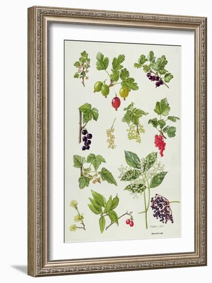 Currants and Berries-Elizabeth Rice-Framed Giclee Print