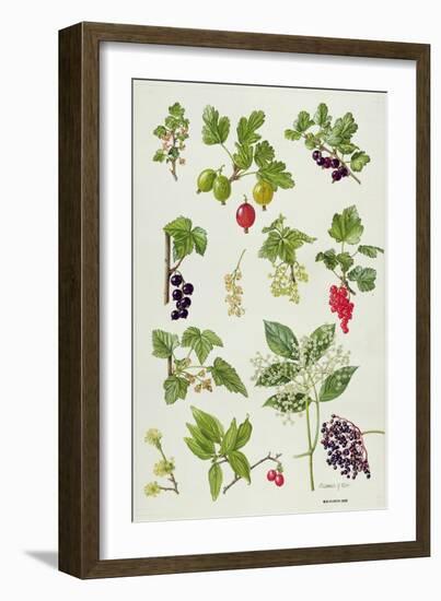 Currants and Berries-Elizabeth Rice-Framed Giclee Print