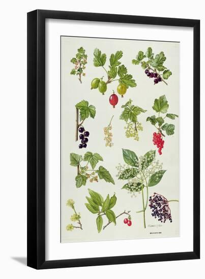 Currants and Berries-Elizabeth Rice-Framed Giclee Print