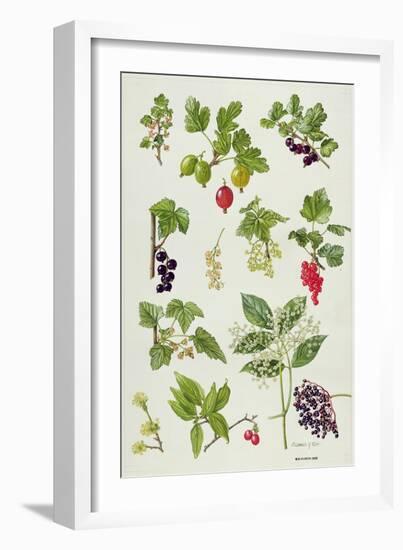 Currants and Berries-Elizabeth Rice-Framed Giclee Print