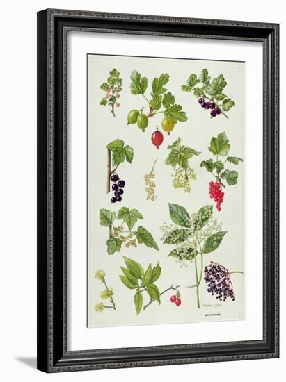Currants and Berries-Elizabeth Rice-Framed Giclee Print