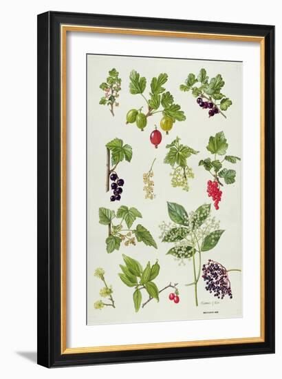 Currants and Berries-Elizabeth Rice-Framed Giclee Print