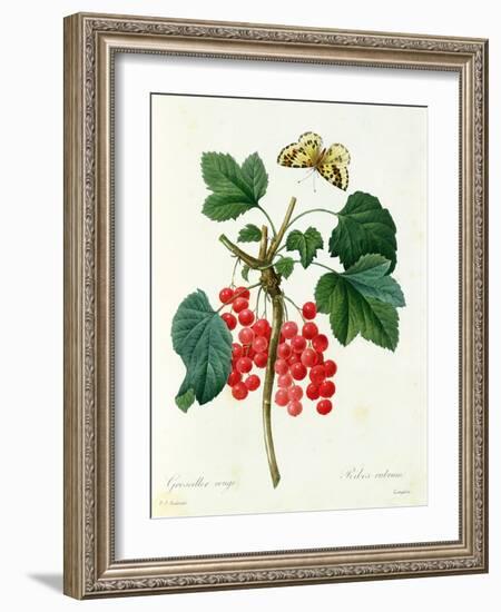 Currants: Red-Pierre-Joseph Redouté-Framed Giclee Print