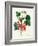 Currants: Red-Pierre-Joseph Redouté-Framed Giclee Print