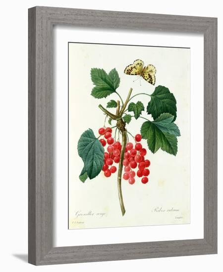 Currants: Red-Pierre-Joseph Redouté-Framed Giclee Print