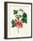 Currants: Red-Pierre-Joseph Redouté-Framed Giclee Print