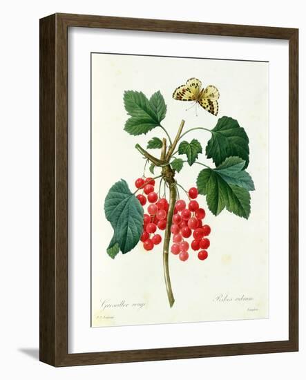 Currants: Red-Pierre-Joseph Redouté-Framed Giclee Print