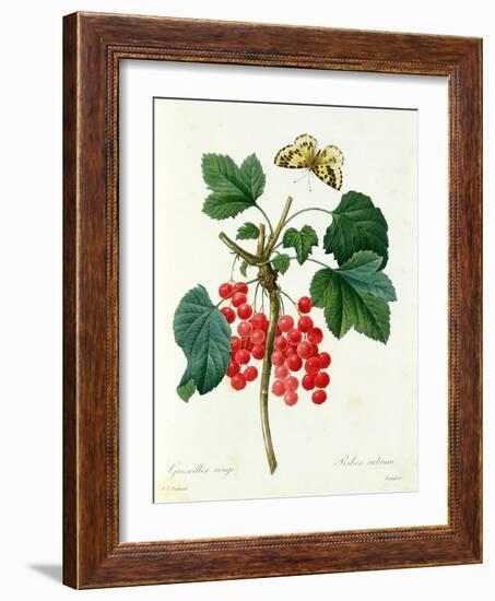 Currants: Red-Pierre-Joseph Redouté-Framed Giclee Print