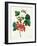 Currants: Red-Pierre-Joseph Redouté-Framed Giclee Print