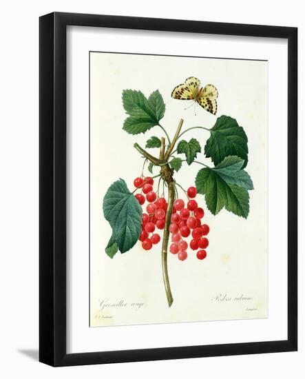 Currants: Red-Pierre-Joseph Redouté-Framed Giclee Print