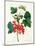 Currants: Red-Pierre-Joseph Redouté-Mounted Giclee Print