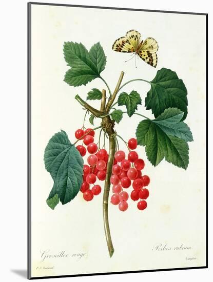 Currants: Red-Pierre-Joseph Redouté-Mounted Giclee Print