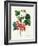 Currants: Red-Pierre-Joseph Redouté-Framed Giclee Print