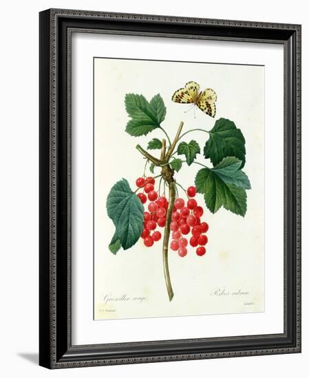 Currants: Red-Pierre-Joseph Redouté-Framed Giclee Print