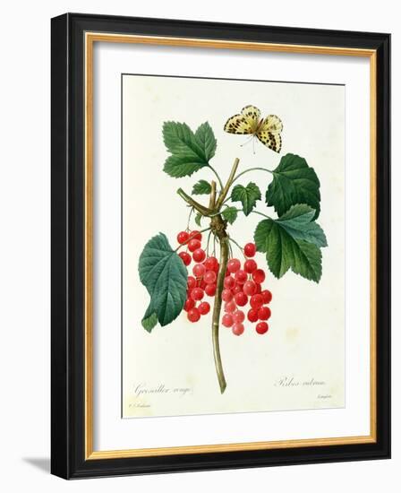 Currants: Red-Pierre-Joseph Redouté-Framed Giclee Print