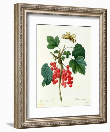 Currants: Red-Pierre-Joseph Redouté-Framed Giclee Print