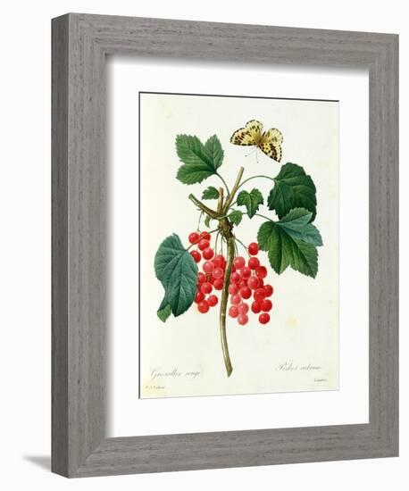 Currants: Red-Pierre-Joseph Redouté-Framed Giclee Print