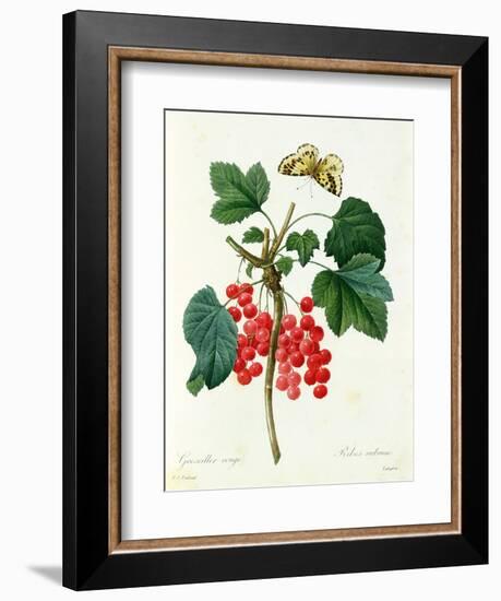 Currants: Red-Pierre-Joseph Redouté-Framed Giclee Print