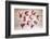 Currency Units-COSPV-Framed Photographic Print