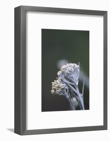 curry plant in the botanical garden,-Nadja Jacke-Framed Photographic Print