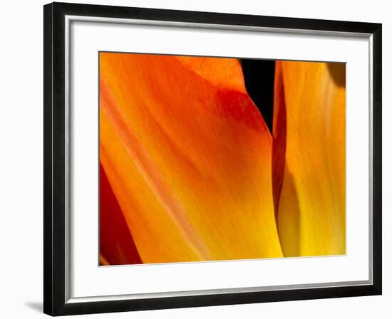Curtain Of Orange Tulip Petal-Charles Bowman-Framed Photographic Print
