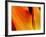 Curtain Of Orange Tulip Petal-Charles Bowman-Framed Photographic Print