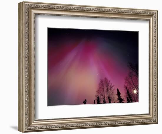 Curtains of Colorful Northern Lights Above Fairbanks, Alaska, USA-Hugh Rose-Framed Photographic Print