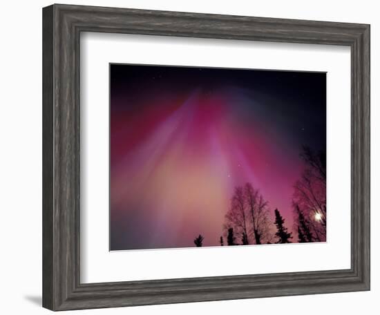 Curtains of Colorful Northern Lights Above Fairbanks, Alaska, USA-Hugh Rose-Framed Photographic Print