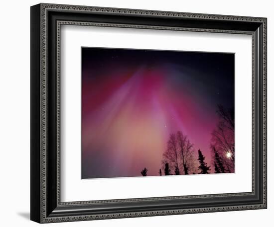 Curtains of Colorful Northern Lights Above Fairbanks, Alaska, USA-Hugh Rose-Framed Photographic Print